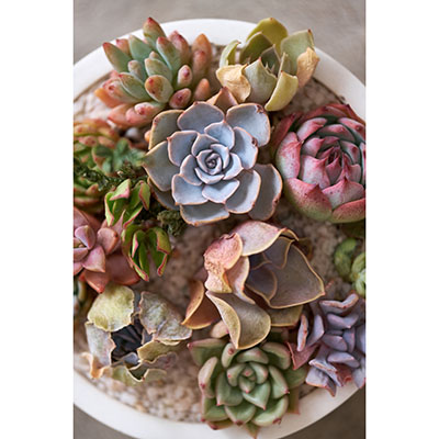 Echeverias y pachyverias