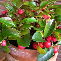Gaultheria procumbens 
