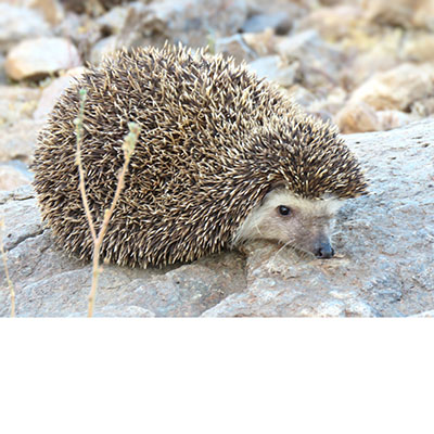 El erizo moruno
