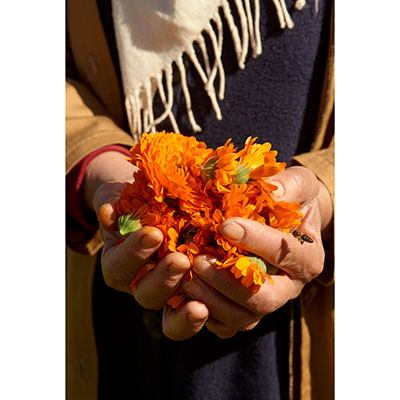 Flores de caléndula para los cosméticos