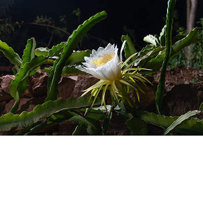 Un fragante moonlight cactus