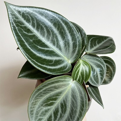 Peperomia sarcophylla