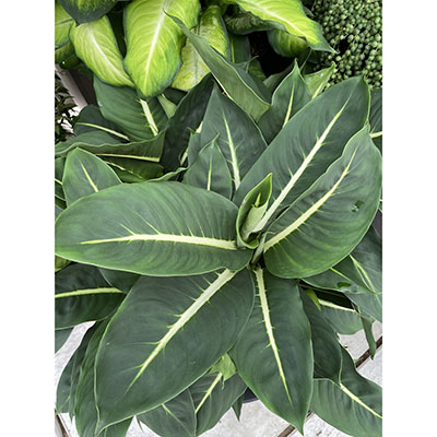 Dieffenbachia ‘Green Magic’