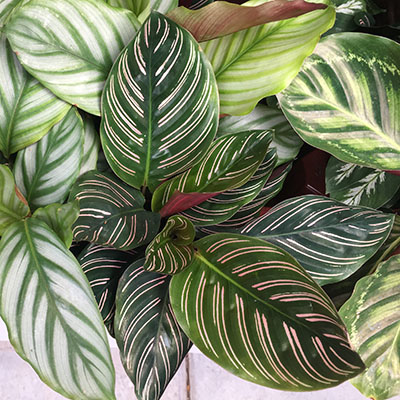 Calathea ‘Sanderiana’