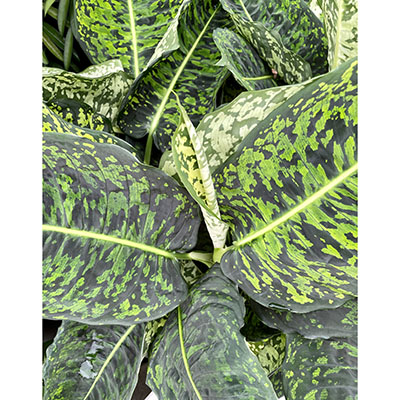 Dieffenbachia ‘Reflector’