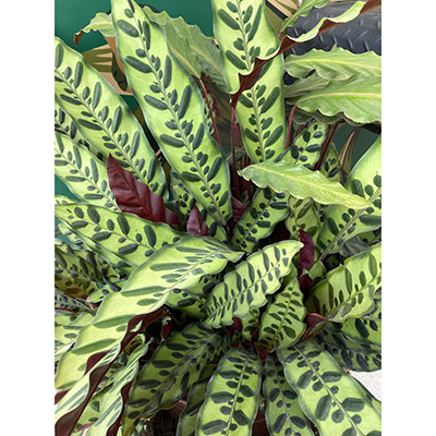 Calathea insignis