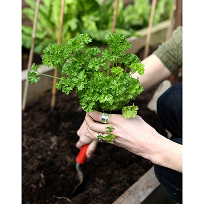 También las aromáticas 