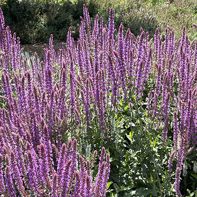 Salvia ‘Amethyst’