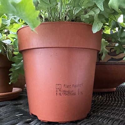 Pasaporte fitosanitario para las plantas importadas