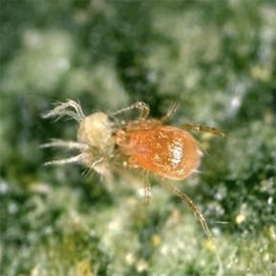 Un ácaro para combatir la araña roja