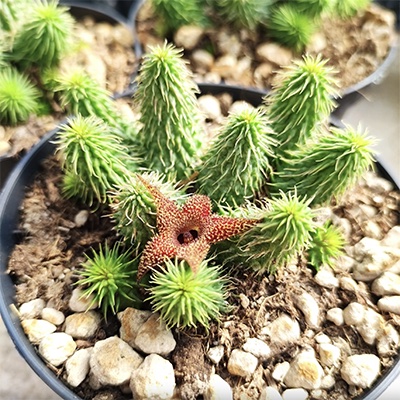 Huernia pillansii*