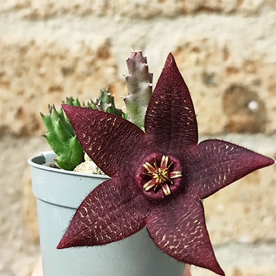Stapelia montana