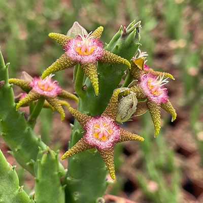 Stapelia flavopurpurea