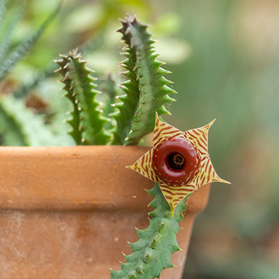 Huernia zebrina*