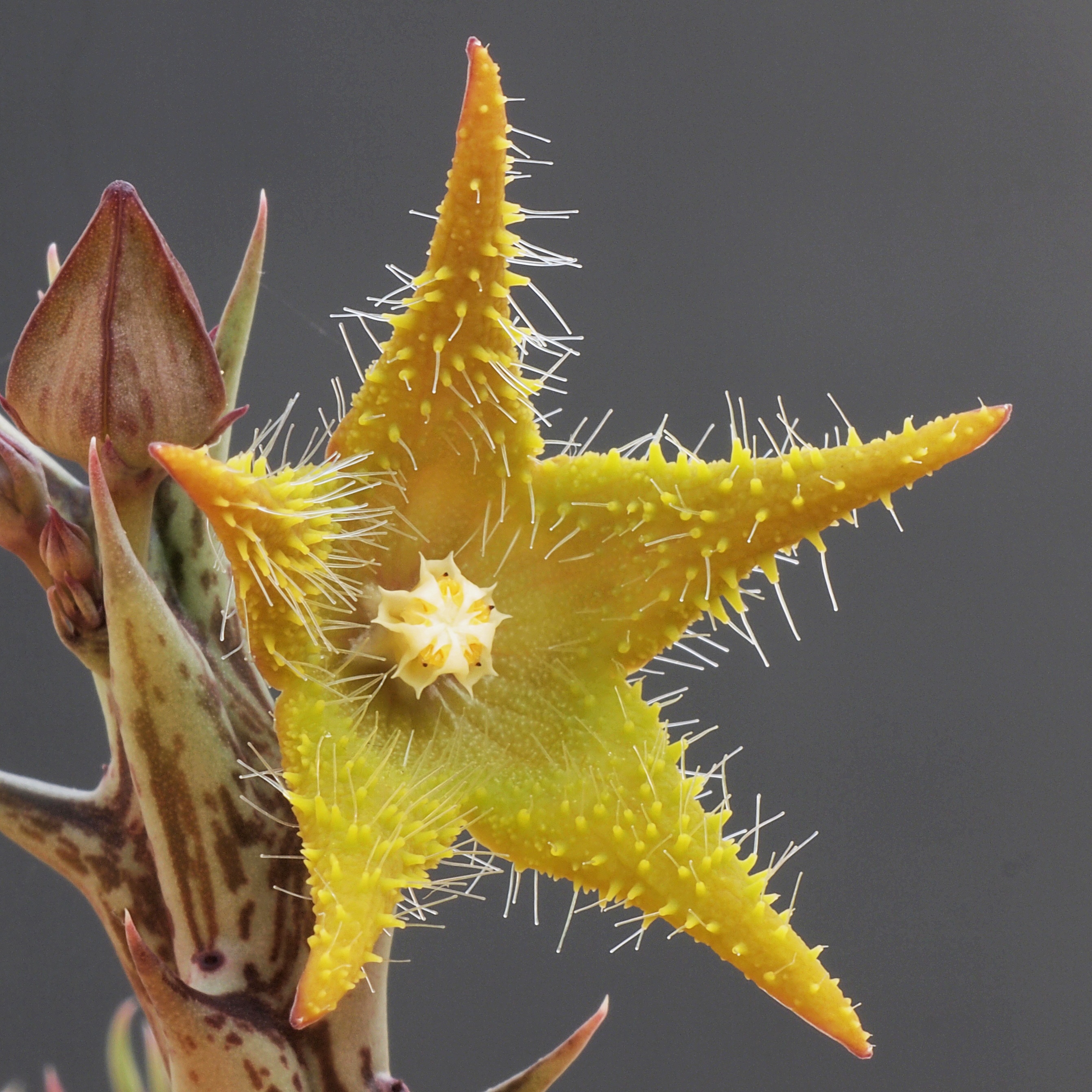Orbea dummeri