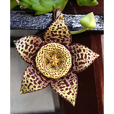 Orbea variegata*