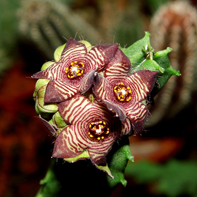 Caralluma europaea