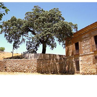 La encina de Ambite