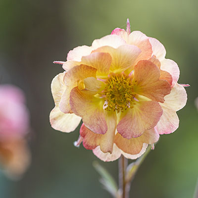 Geum ‘Totally Tangerine’ 