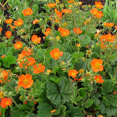 Geum ‘Borisii’ 
