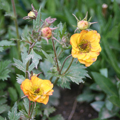 Geum ‘Mango Lassi’ 