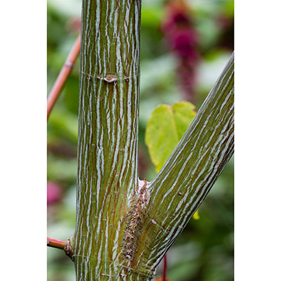 7. Acer davidii