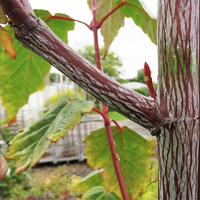 8. Acer davidii ‘George Forrest’*