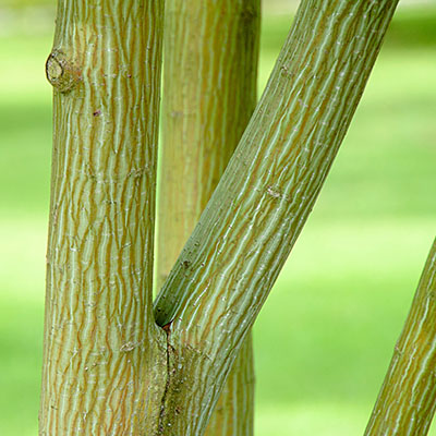 9. Acer capillipes