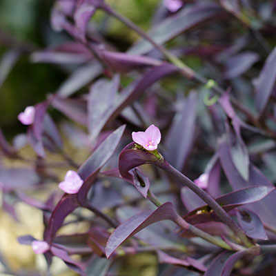 Tradescantia de hojas púrpuras