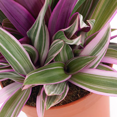 Tradescantia ‘Rainbow’
