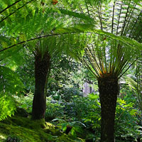 Dicksonia antarctica