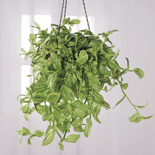 Tradescantia ‘Ivory Hill’