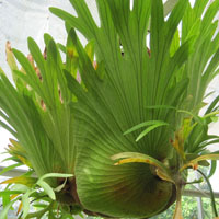 Platycerium superbum