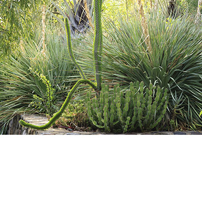 Dasylirion acrotrichum