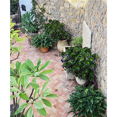 En los macetones de un patio