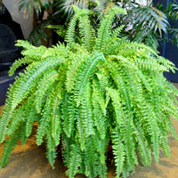 Nephrolepis exaltata