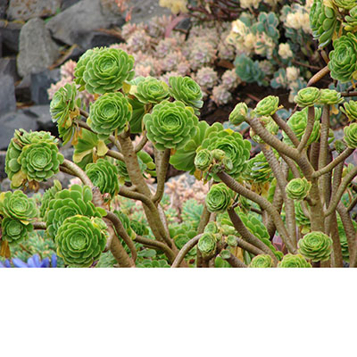 Pequeñas rosetas verdes