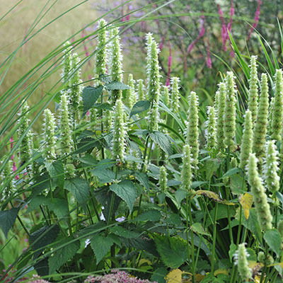  Agastache rugosa f. albiflora