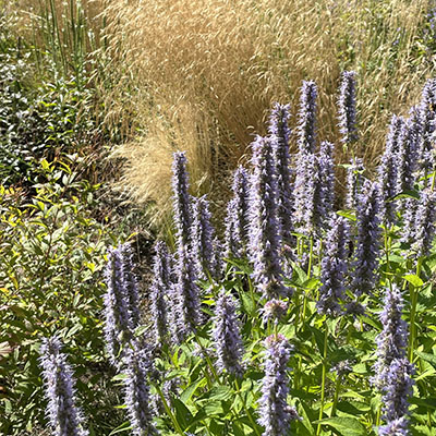 Agastache foeniculum
