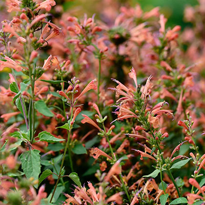 Agastache aurantiaca  