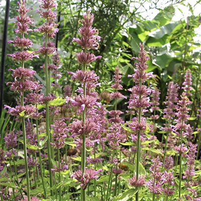 Agastache astromontana 
