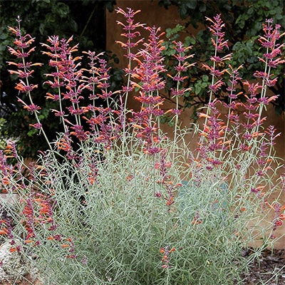 Agastache rupestris 