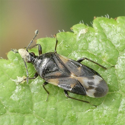Anthocoris nemoralis