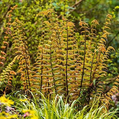 Dryopteris wallichiana ‘Jurassic Gold’