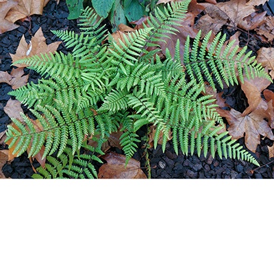 Dryopteris buschiana
