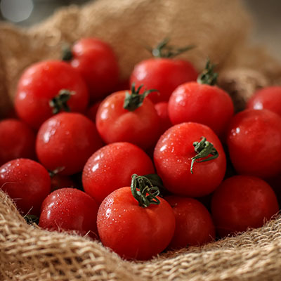 Tomate ‘Nippo’ 