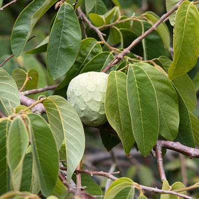 Chirimoya