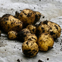 Las épocas de plantación