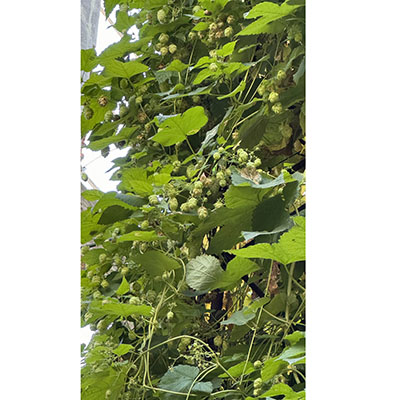 Flores de lúpulo