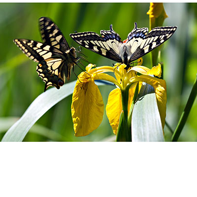 La presencia de mariposas